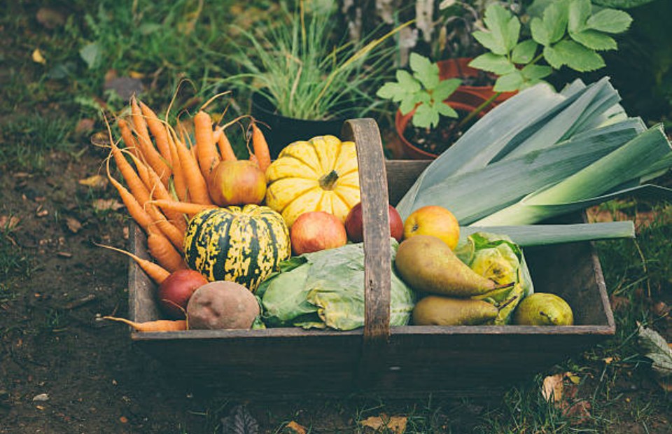 The Science of Eating with the Seasons: Why Seasonal Fruits and Vegetables Are Better for You