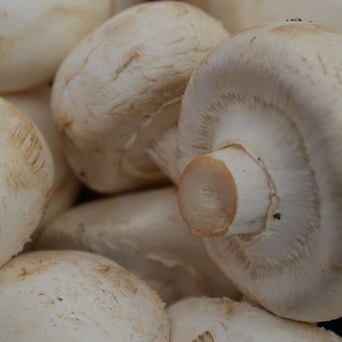 Button White Mushroom