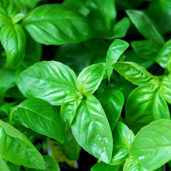 Italian Basil