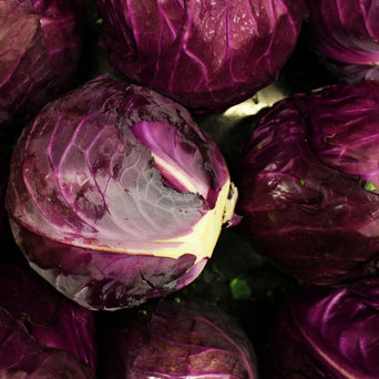 Purple Cabbage