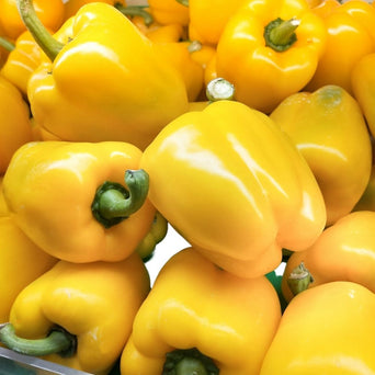 Yellow Capsicum