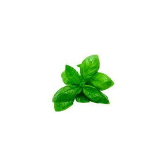 Italian Basil