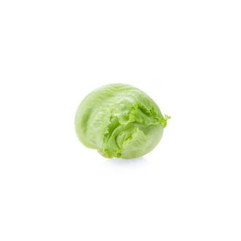 Iceberg Lettuce