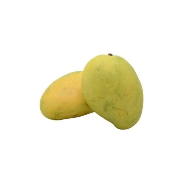 Mango - Chausha